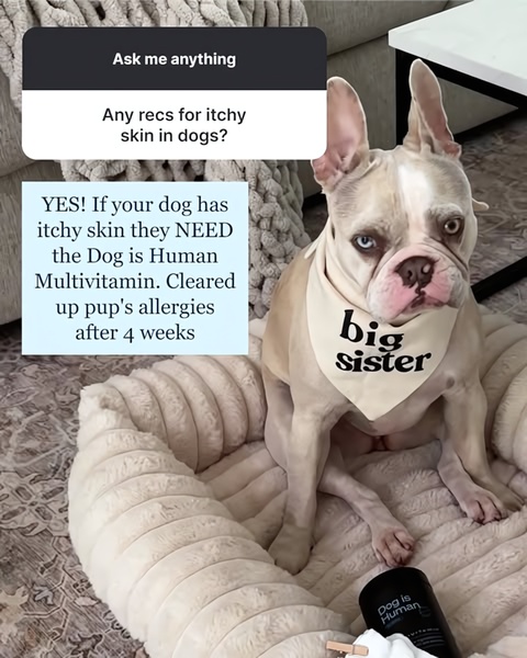 A static 4:5 social media ad that pairs a relatable user question with a direct, testimonial-style solution using a pet photograph.